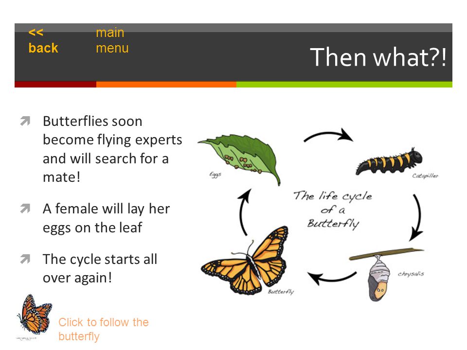 Then what .  Butterflies soon become flying experts and will search for a mate.