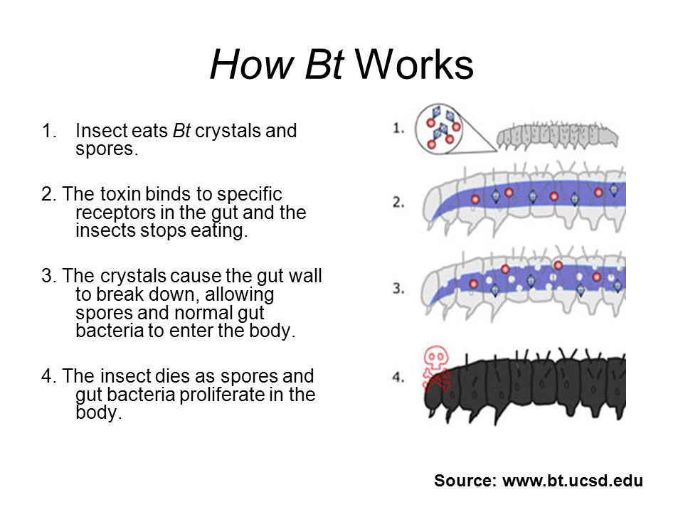 Bacillus thuringiensis (Bt) Bacterium that produces crystal proteins, which are toxic to many species of insects Widely used in crop plants, including organic farms Thousands of different Bt strains –produce over 200 crystal proteins –active against various insects and some other invertebrates