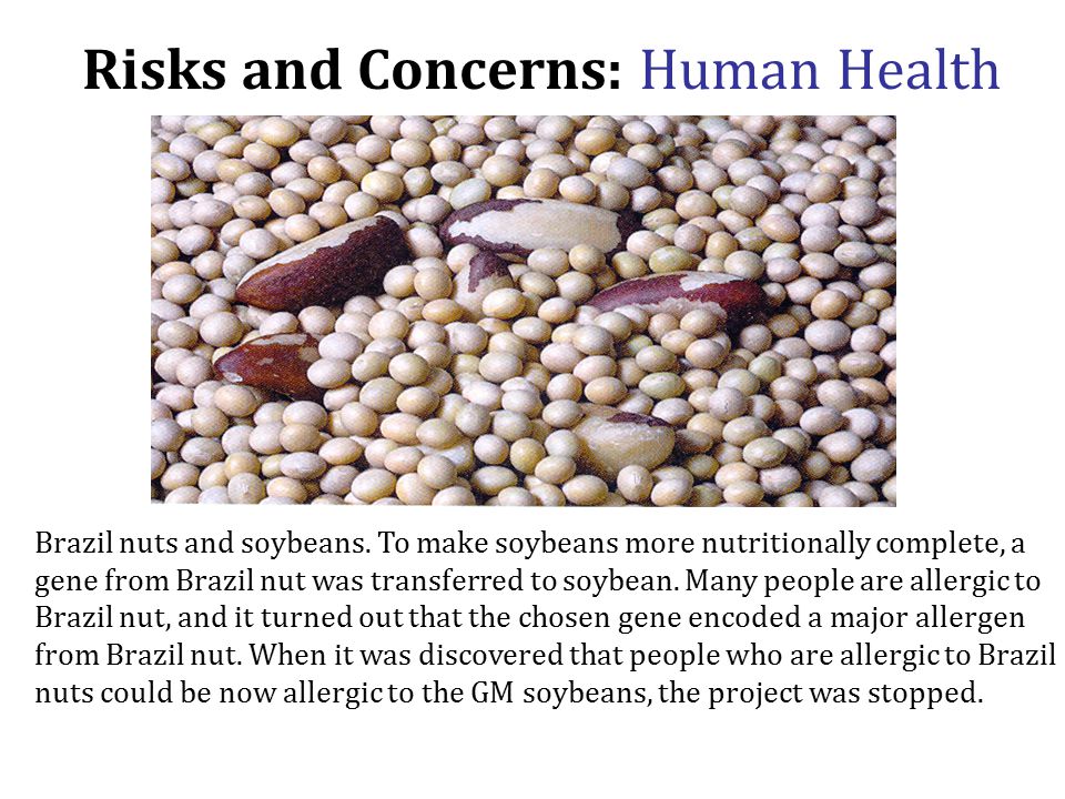 Risks and Concerns- Human Health Is eating food from transgenic crops a health hazard for humans.