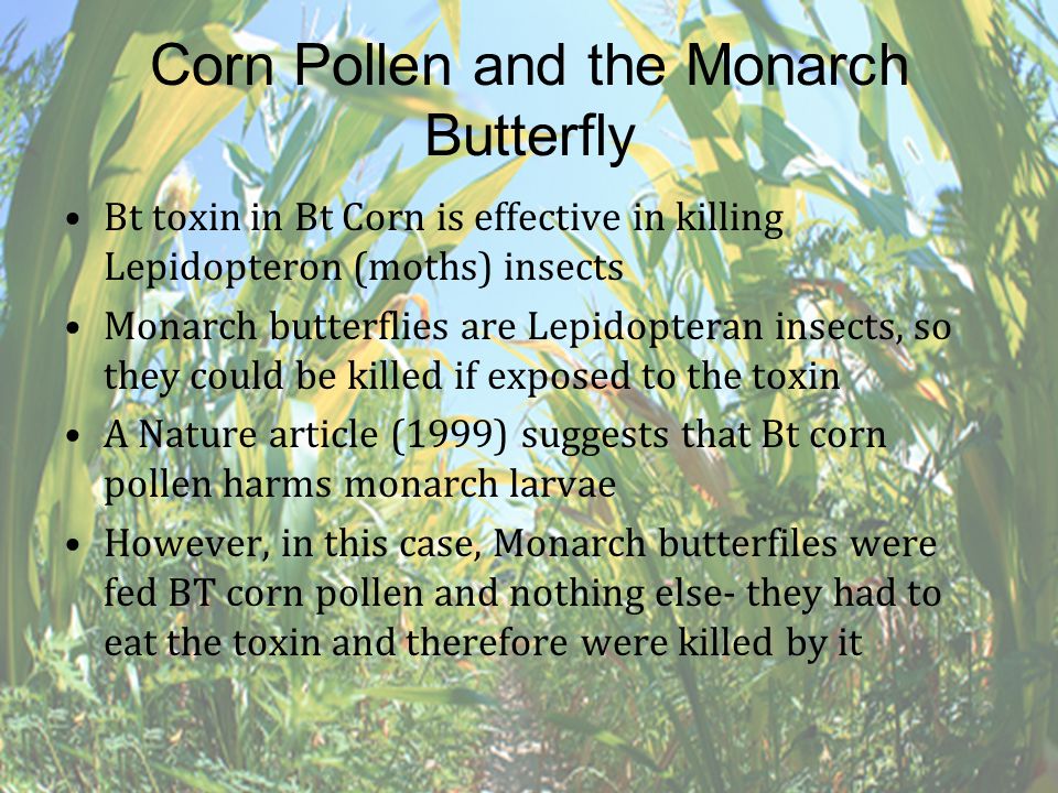 Risks & Concerns: Does pollen from Bt plants harm Monarch Butterflies or other beneficial insects