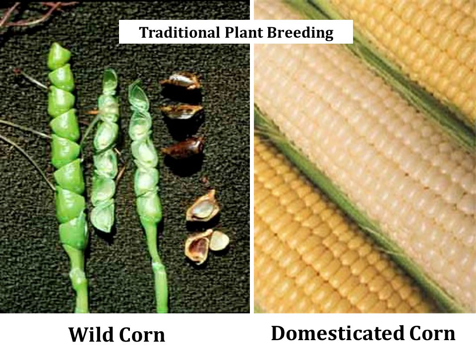 Humans have been improving crop plants through selective breeding for a long time Plant biotechnology allows scientists to transfer genetic information in a more precise and controlled way Traditional plant breeding involves the crossing of hundreds or thousands of genes Plant biotechnology allows for the transfer of only one or a few desirable genes –plant breeders can develop crops with specific beneficial traits without the undesirable traits