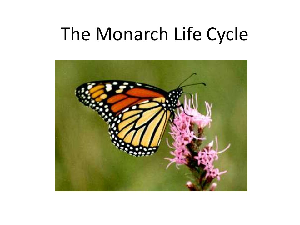 The Monarch Life Cycle
