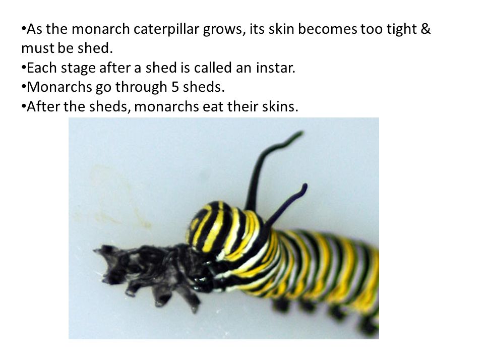 As the monarch caterpillar grows, its skin becomes too tight & must be shed.