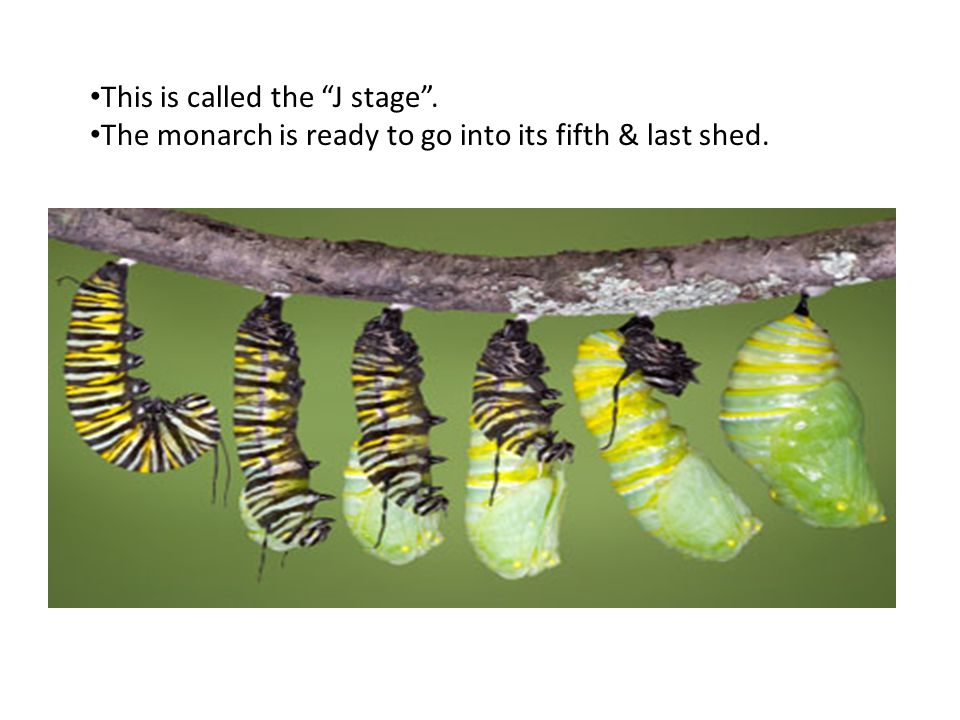 This is called the J stage . The monarch is ready to go into its fifth & last shed.