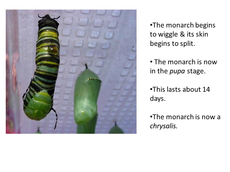 The monarch begins to wiggle & its skin begins to split.