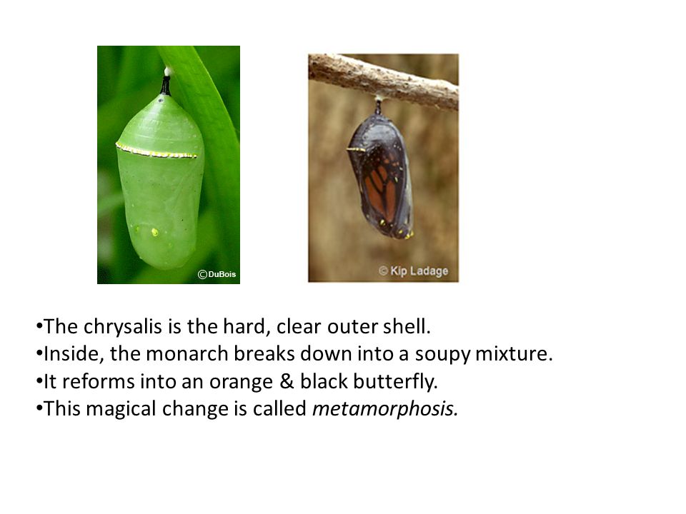 The chrysalis is the hard, clear outer shell. Inside, the monarch breaks down into a soupy mixture.