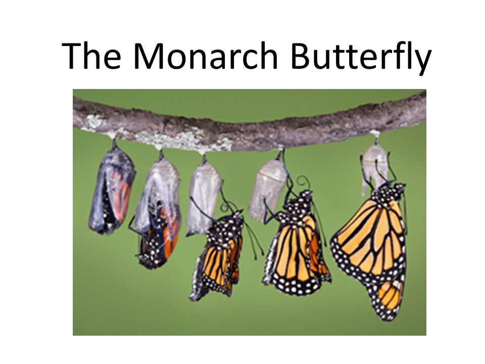 The Monarch Butterfly