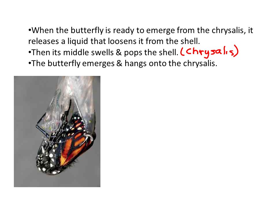 When the butterfly is ready to emerge from the chrysalis, it releases a liquid that loosens it from the shell.