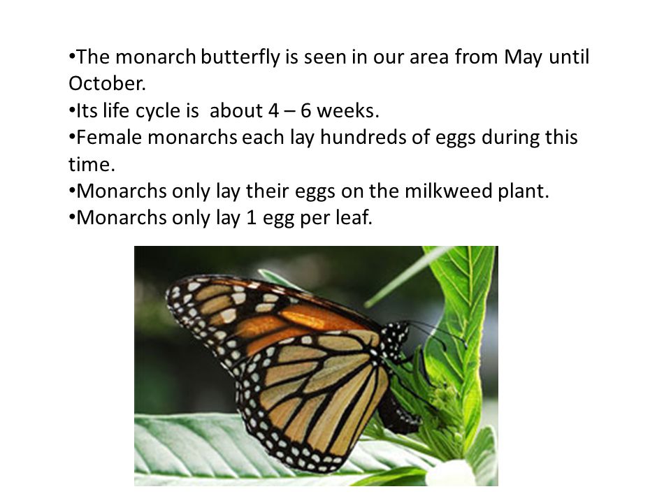 The monarch butterfly is seen in our area from May until October.