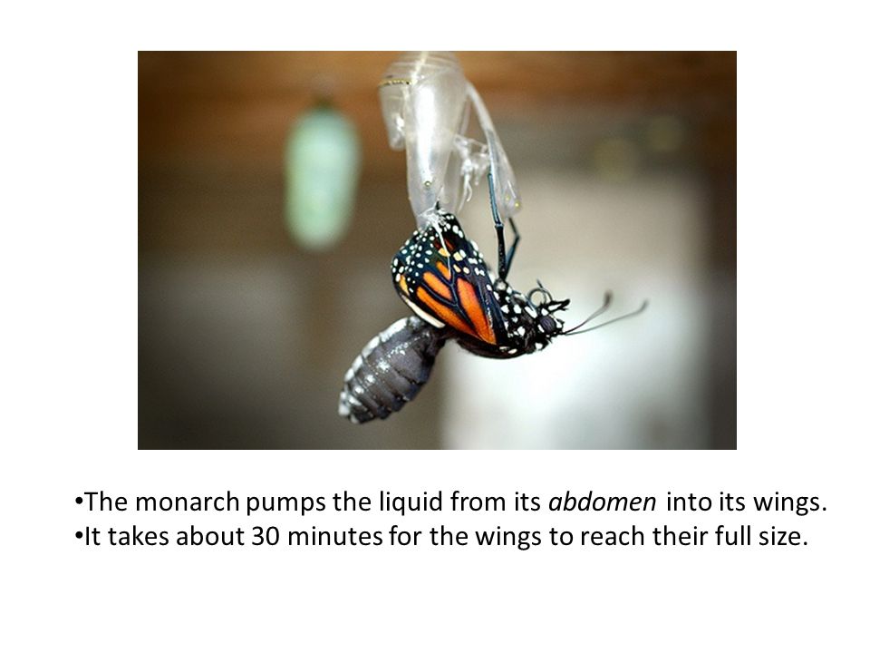 The monarch pumps the liquid from its abdomen into its wings.