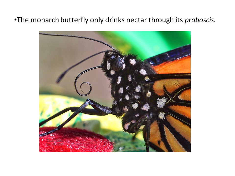 The monarch butterfly only drinks nectar through its proboscis.