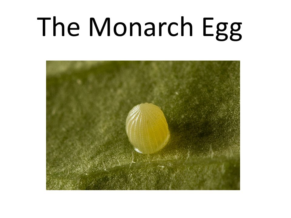 The Monarch Egg