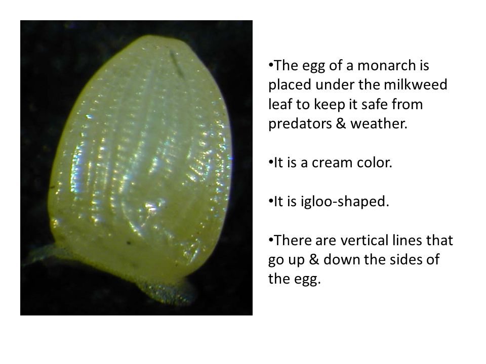 The egg of a monarch is placed under the milkweed leaf to keep it safe from predators & weather.
