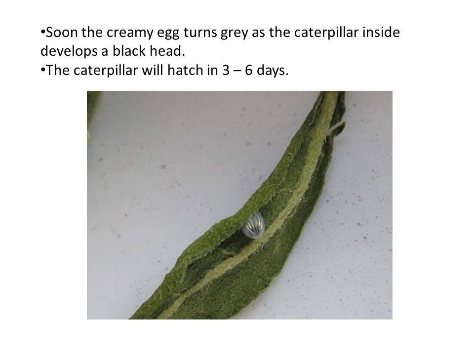 Soon the creamy egg turns grey as the caterpillar inside develops a black head.