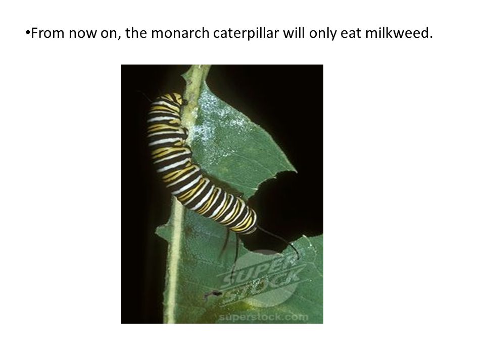From now on, the monarch caterpillar will only eat milkweed.