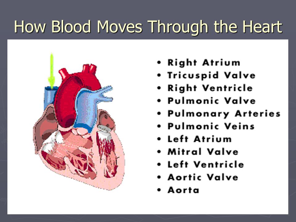 How Blood Moves Through the Heart