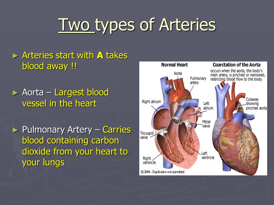 Two types of Arteries ► Arteries start with A takes blood away !.