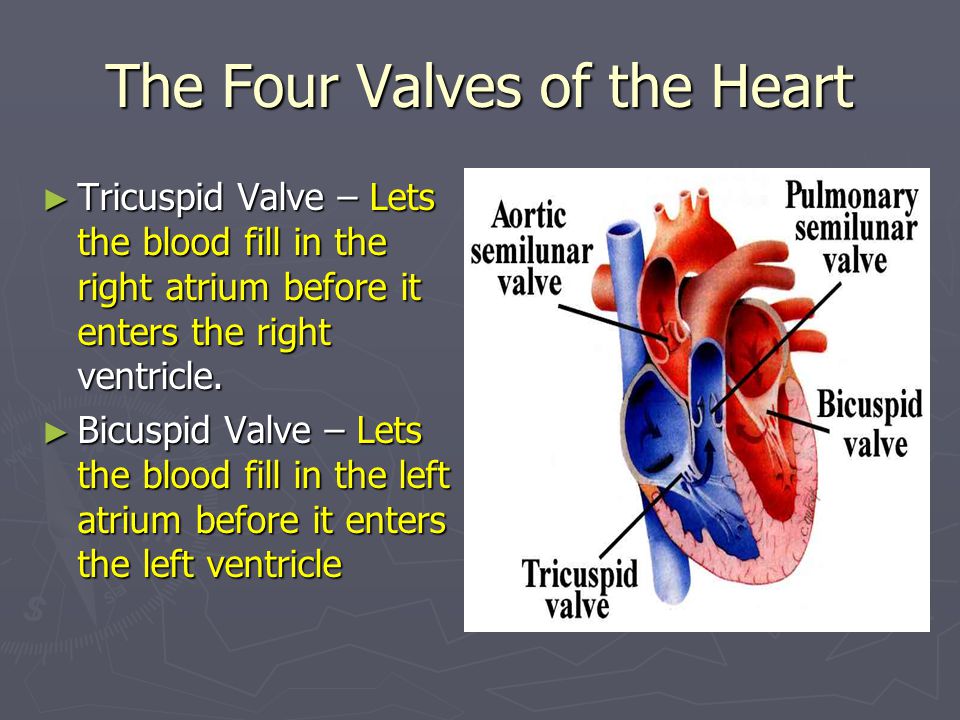 The Four Valves of the Heart ► Tricuspid Valve – Lets the blood fill in the right atrium before it enters the right ventricle.