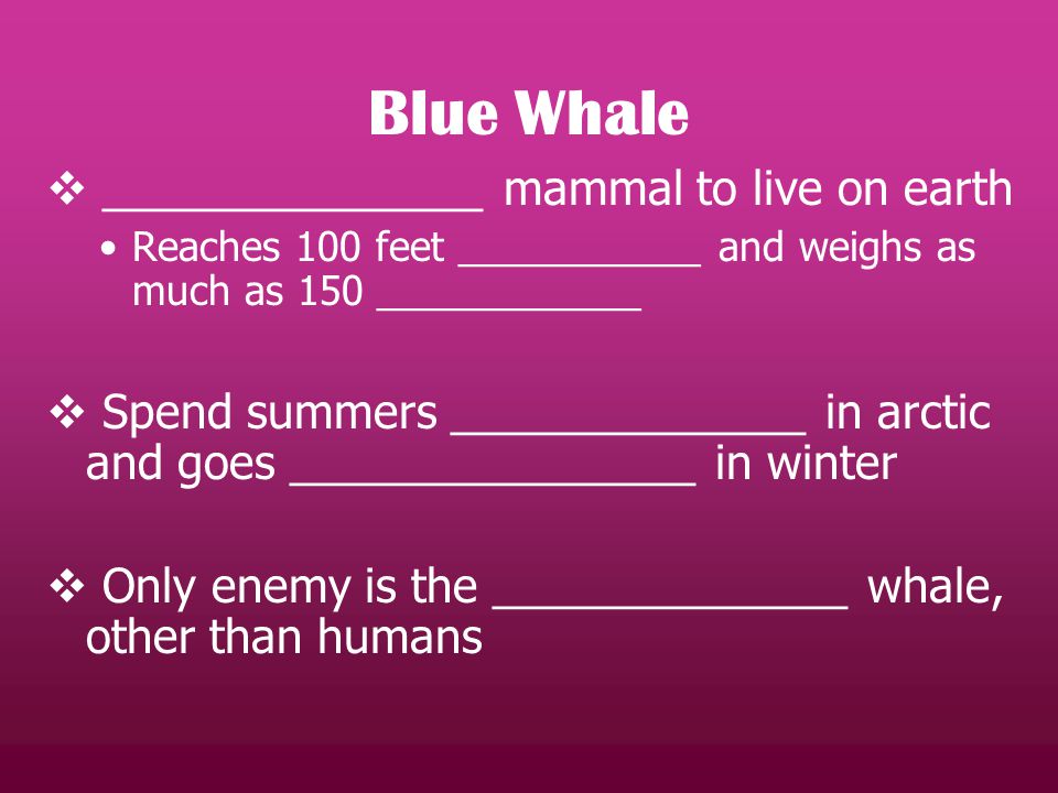  _______________ mammal to live on earth Reaches 100 feet ___________ and weighs as much as 150 ____________  Spend summers ______________ in arctic and goes ________________ in winter  Only enemy is the ______________ whale, other than humans
