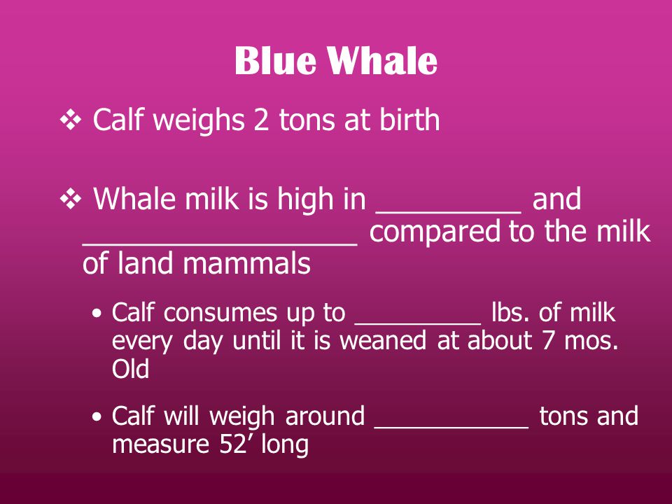 Blue Whale  Calf weighs 2 tons at birth  Whale milk is high in _________ and _________________ compared to the milk of land mammals Calf consumes up to _________ lbs.