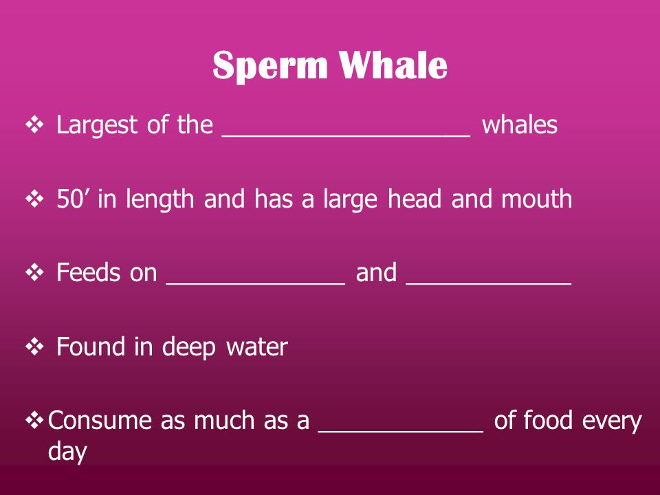 Largest of the __________________ whales  50’ in length and has a large head and mouth  Feeds on _____________ and ____________  Found in deep water  Consume as much as a ____________ of food every day