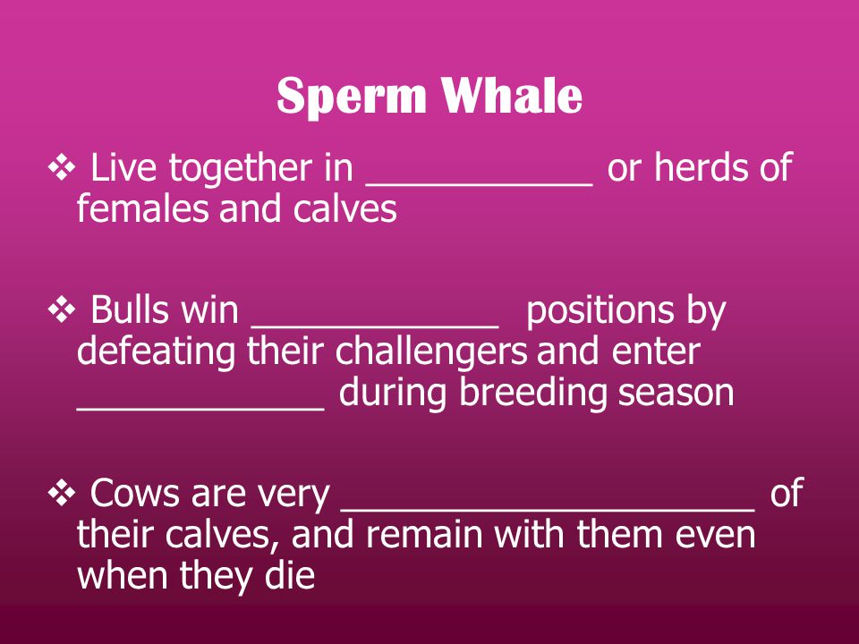 Sperm Whale  Live together in ___________ or herds of females and calves  Bulls win ____________ positions by defeating their challengers and enter ____________ during breeding season  Cows are very ____________________ of their calves, and remain with them even when they die