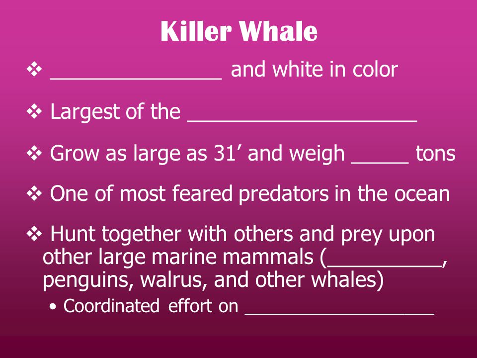  _______________ and white in color  Largest of the ____________________  Grow as large as 31’ and weigh _____ tons  One of most feared predators in the ocean  Hunt together with others and prey upon other large marine mammals (__________, penguins, walrus, and other whales) Coordinated effort on ___________________