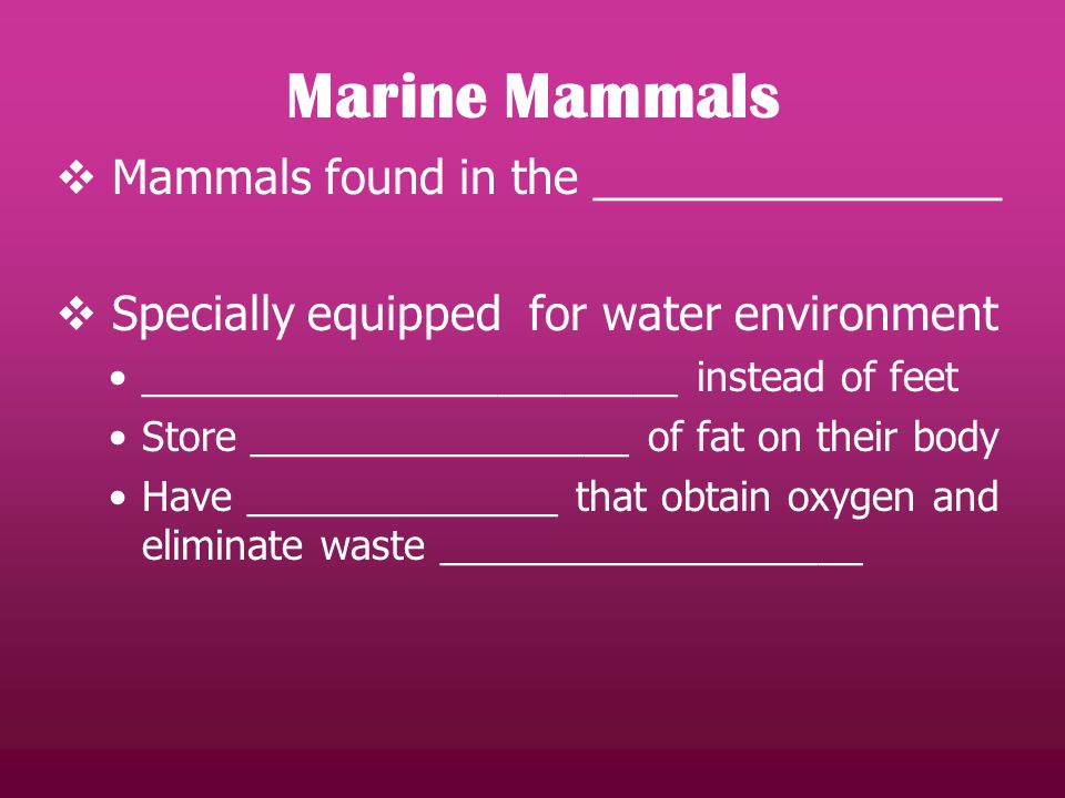 Marine Mammals  Mammals found in the ________________  Specially equipped for water environment ________________________ instead of feet Store _________________ of fat on their body Have ______________ that obtain oxygen and eliminate waste ___________________