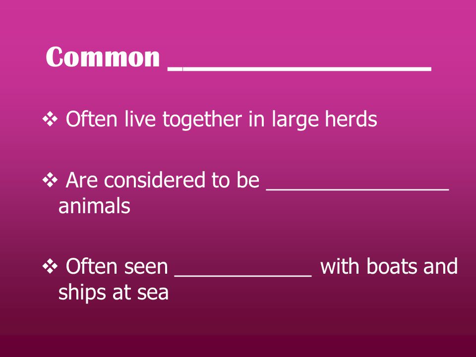 Common __________________  Often live together in large herds  Are considered to be ________________ animals  Often seen ____________ with boats and ships at sea