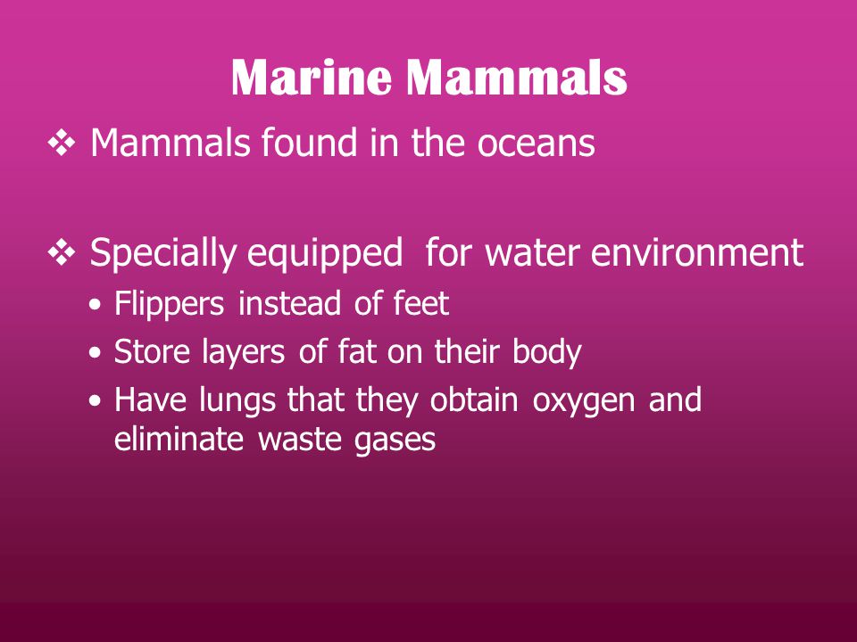  Mammals found in the oceans  Specially equipped for water environment Flippers instead of feet Store layers of fat on their body Have lungs that they obtain oxygen and eliminate waste gases