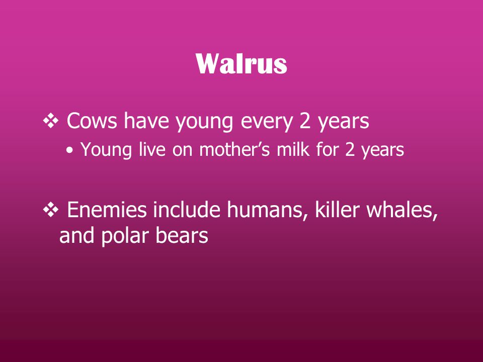 Walrus  Cows have young every 2 years Young live on mother’s milk for 2 years  Enemies include humans, killer whales, and polar bears