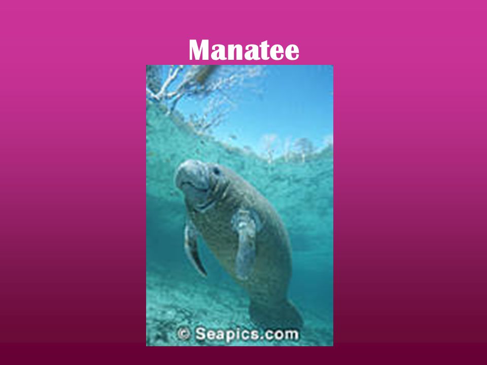 Manatee