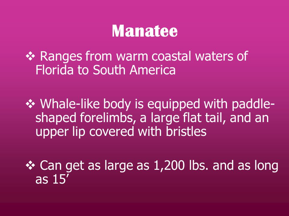  Ranges from warm coastal waters of Florida to South America  Whale-like body is equipped with paddle- shaped forelimbs, a large flat tail, and an upper lip covered with bristles  Can get as large as 1,200 lbs.