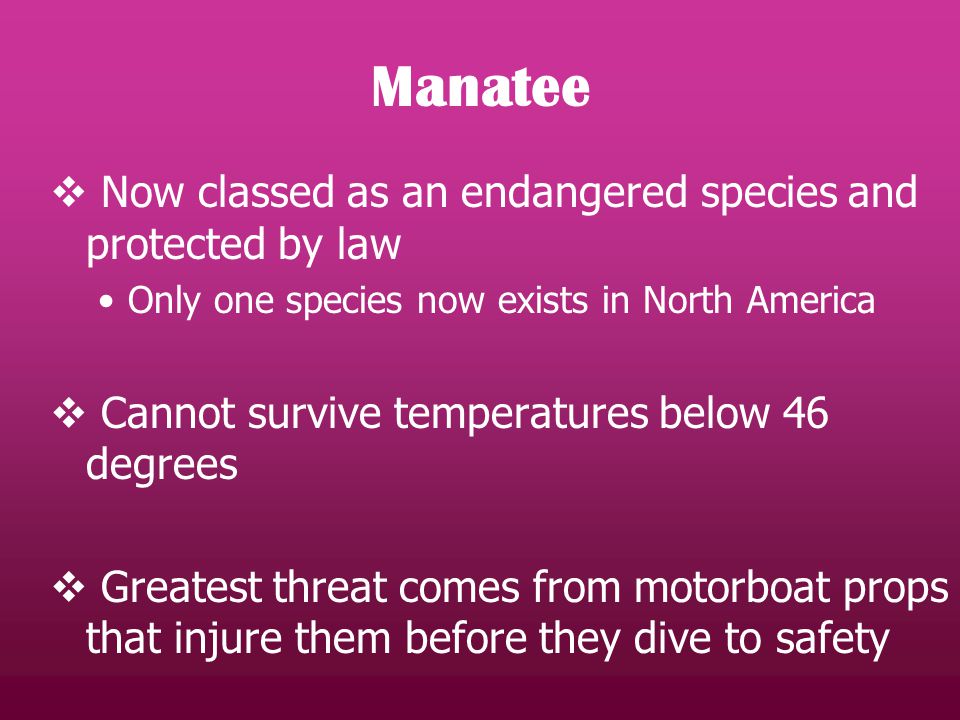 Manatee  Now classed as an endangered species and protected by law Only one species now exists in North America  Cannot survive temperatures below 46 degrees  Greatest threat comes from motorboat props that injure them before they dive to safety