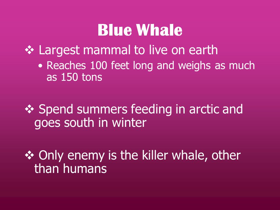  Largest mammal to live on earth Reaches 100 feet long and weighs as much as 150 tons  Spend summers feeding in arctic and goes south in winter  Only enemy is the killer whale, other than humans