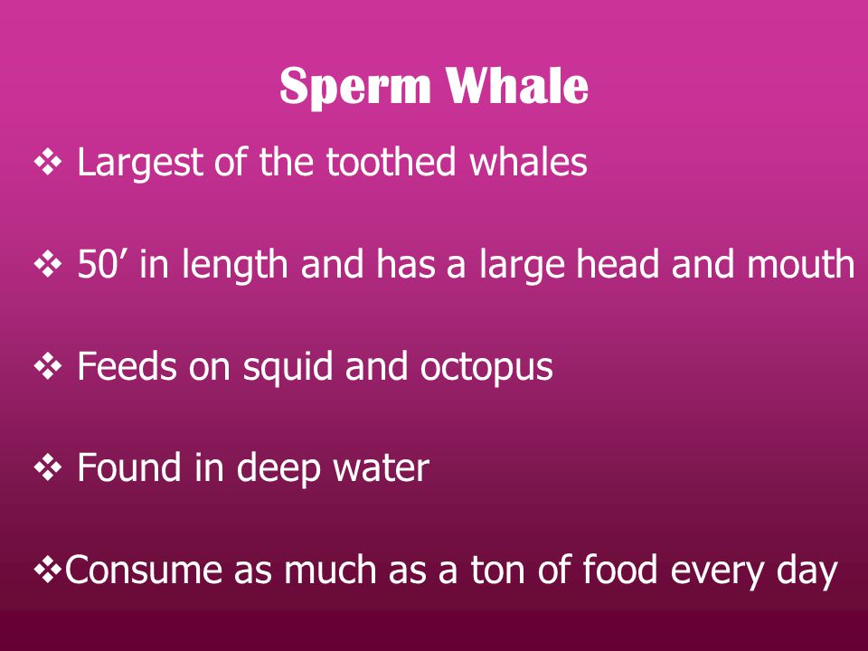  Largest of the toothed whales  50’ in length and has a large head and mouth  Feeds on squid and octopus  Found in deep water  Consume as much as a ton of food every day
