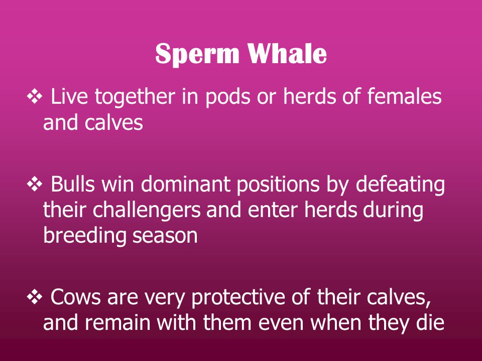 Sperm Whale  Live together in pods or herds of females and calves  Bulls win dominant positions by defeating their challengers and enter herds during breeding season  Cows are very protective of their calves, and remain with them even when they die