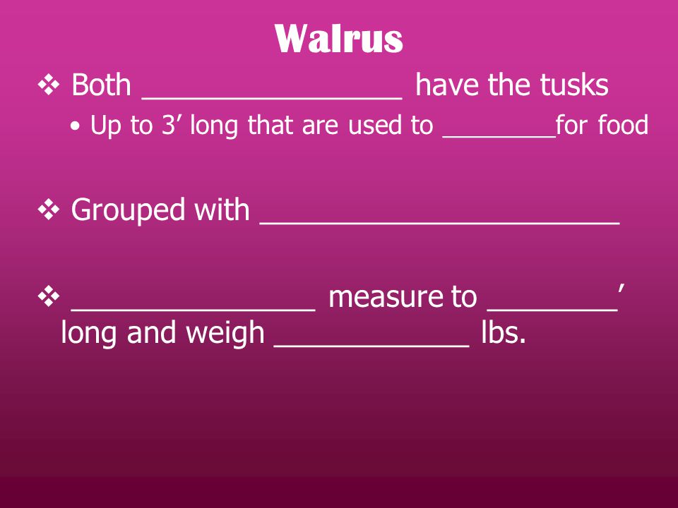  Both ________________ have the tusks Up to 3’ long that are used to ________for food  Grouped with ______________________  _______________ measure to ________’ long and weigh ____________ lbs.
