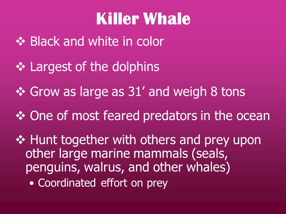  Black and white in color  Largest of the dolphins  Grow as large as 31’ and weigh 8 tons  One of most feared predators in the ocean  Hunt together with others and prey upon other large marine mammals (seals, penguins, walrus, and other whales) Coordinated effort on prey