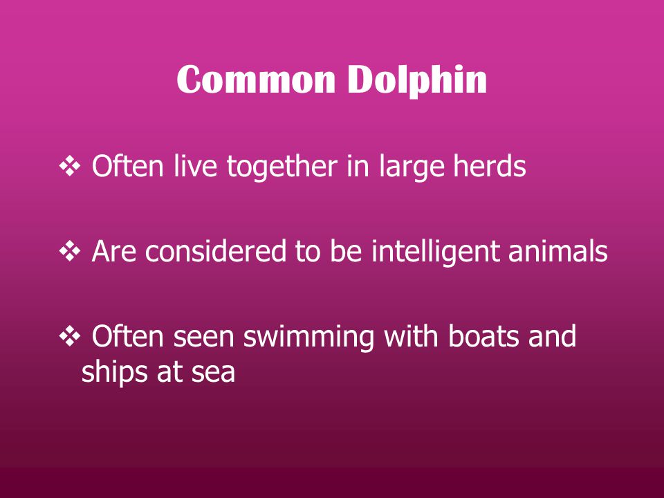 Common Dolphin  Often live together in large herds  Are considered to be intelligent animals  Often seen swimming with boats and ships at sea