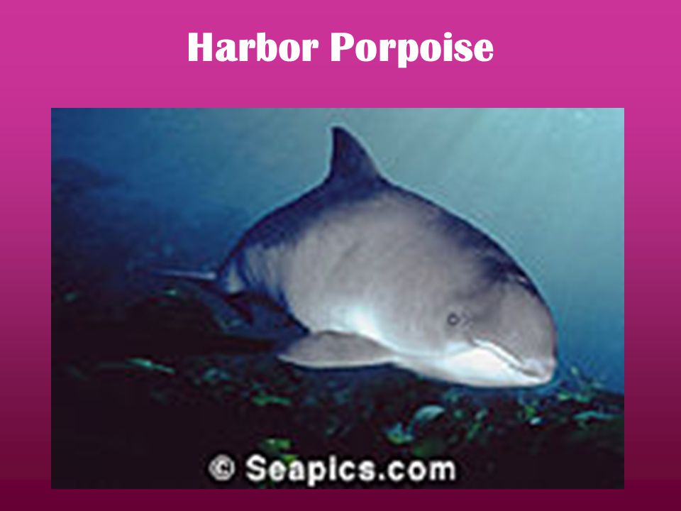 Harbor Porpoise