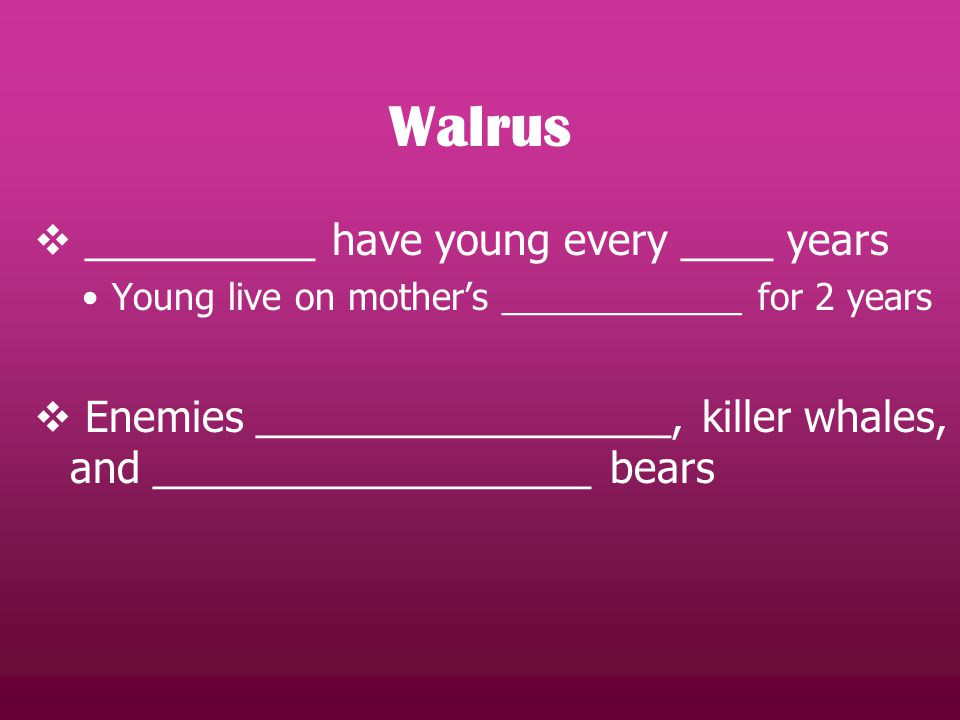 Walrus  __________ have young every ____ years Young live on mother’s ____________ for 2 years  Enemies __________________, killer whales, and ___________________ bears