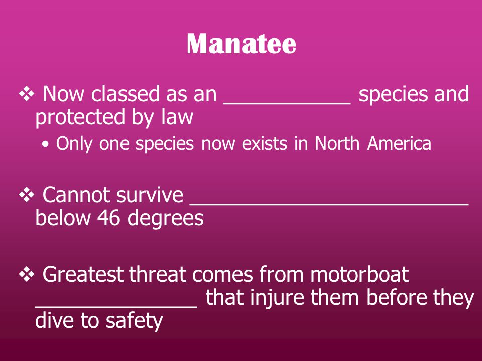 Manatee  Now classed as an ___________ species and protected by law Only one species now exists in North America  Cannot survive ________________________ below 46 degrees  Greatest threat comes from motorboat ______________ that injure them before they dive to safety