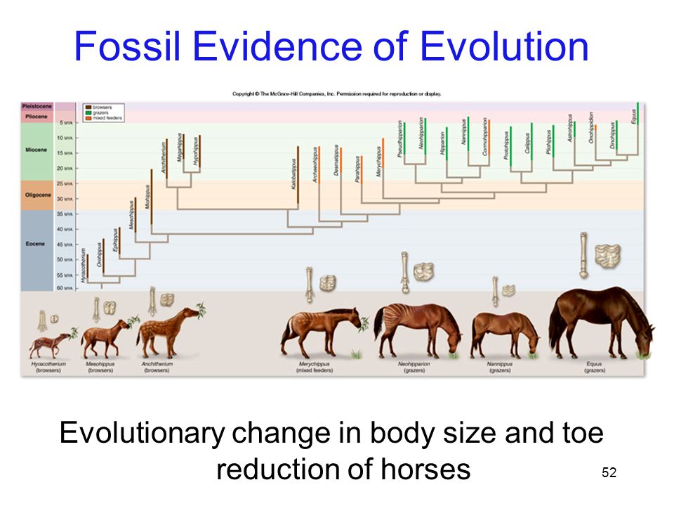 52 Evolutionary change in body size and toe reduction of horses Fossil Evidence of Evolution
