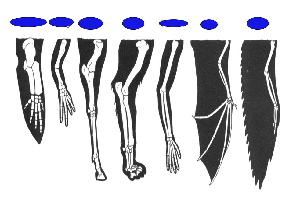 HOMOLOGOUS STRUCTURE Similar features that originate in a shared ancestor (derive from same embryonic structure) Can result from modifications that change an original feature to 2 extremely different types (wing and arm)