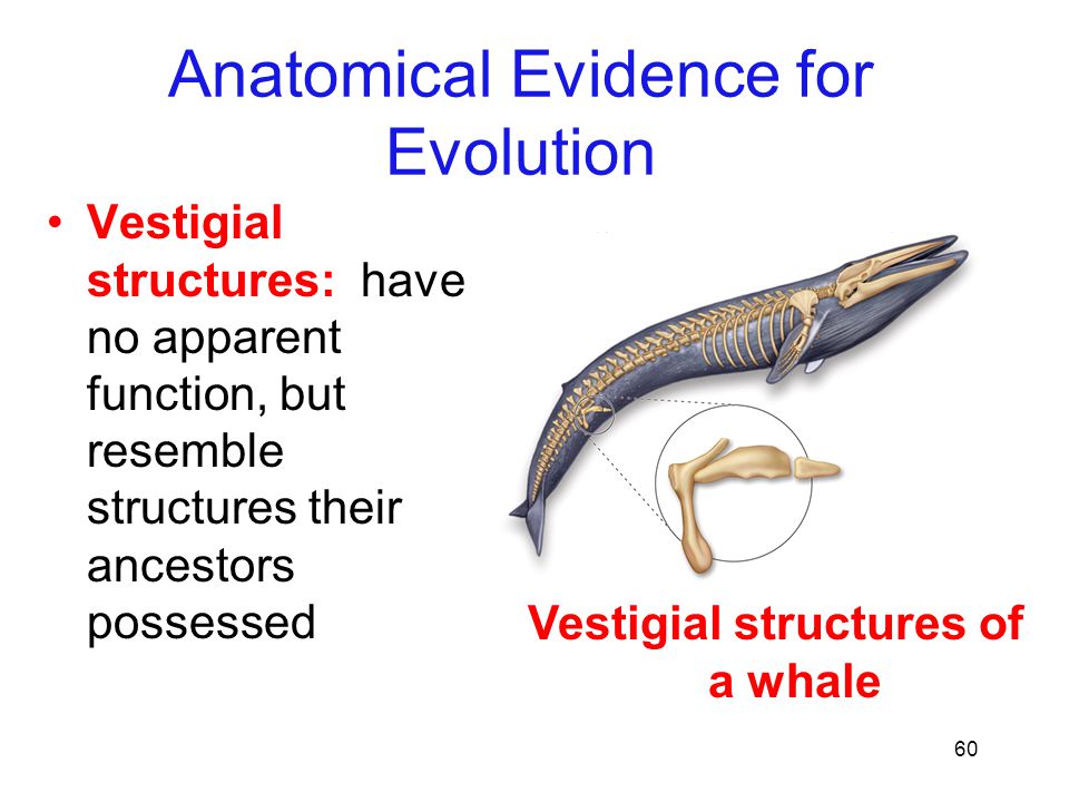 60 Vestigial structures: have no apparent function, but resemble structures their ancestors possessed Anatomical Evidence for Evolution Vestigial structures of a whale