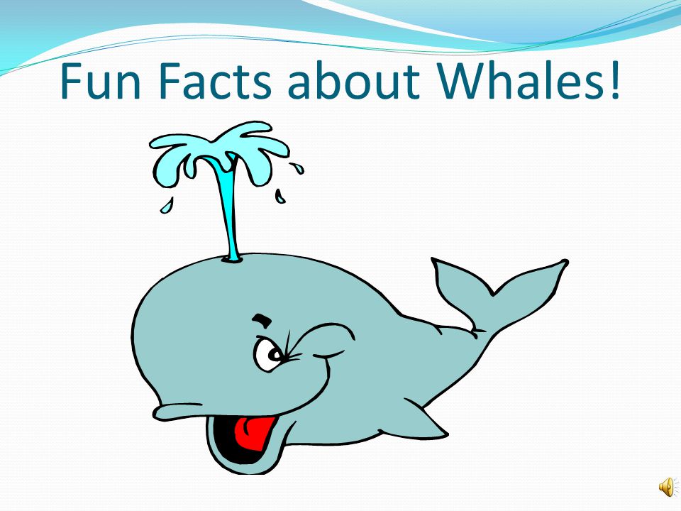 What is a whale. A whale is a large fish found in the ocean.