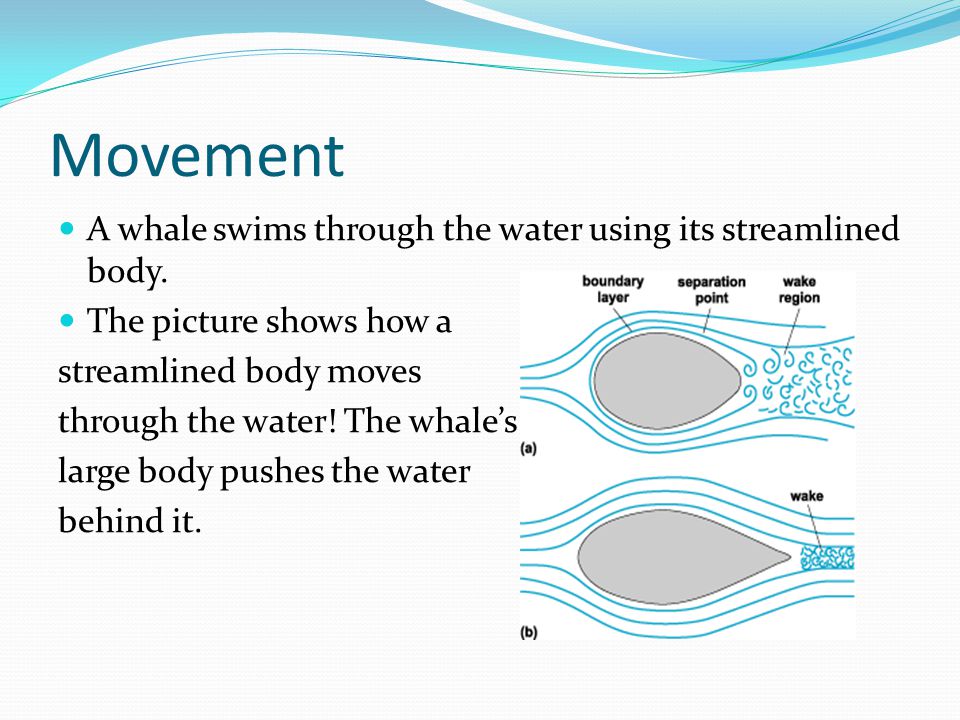 Fun Facts about Whales!