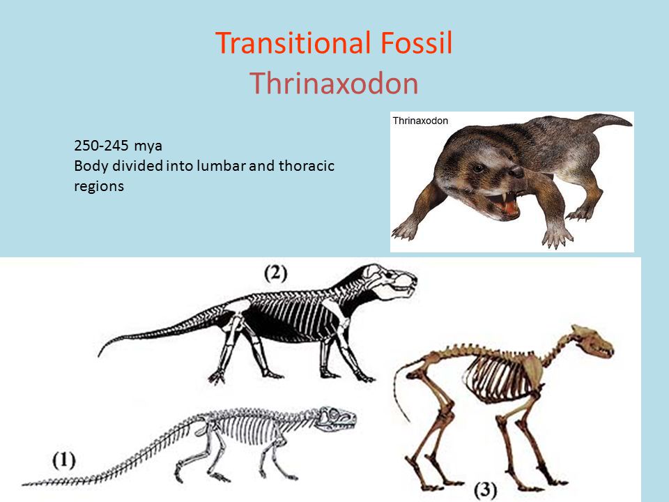 11 Transitional Fossil Thrinaxodon mya Body divided into lumbar and thoracic regions
