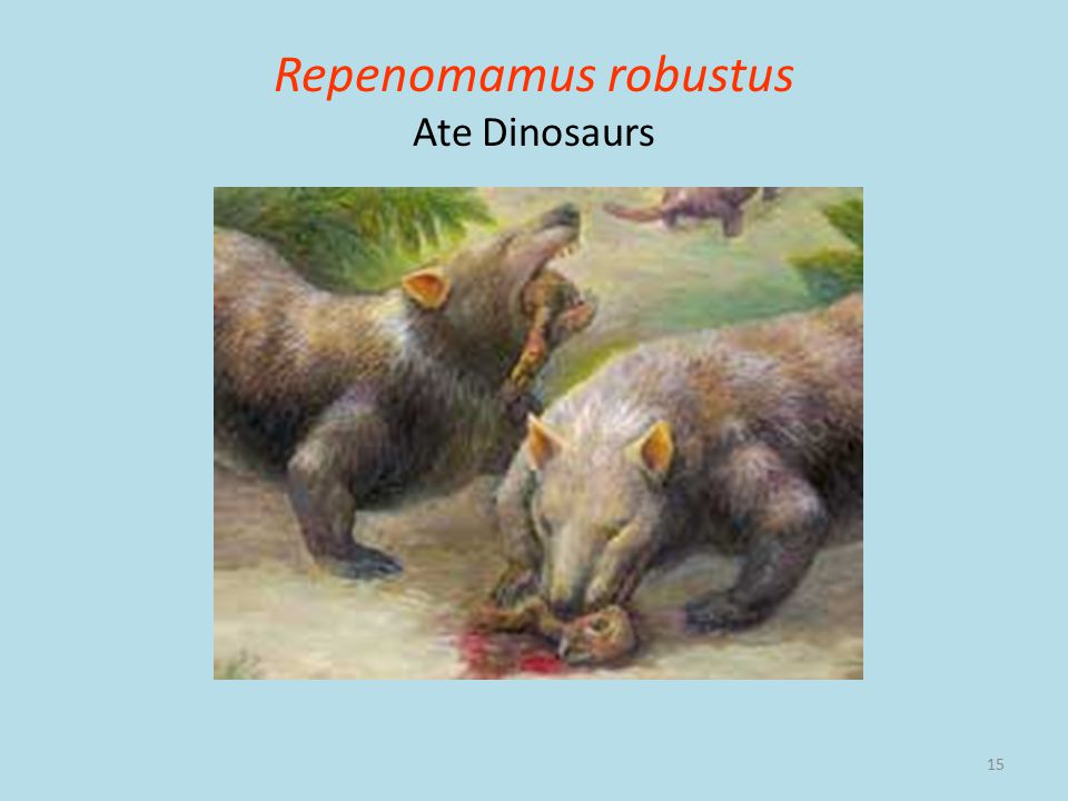 15 Repenomamus robustus Ate Dinosaurs